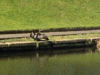 Cormorant drying its wings on canal bank