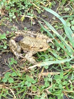 Juvenile Common Toad